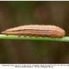 melanargia hylata talysh larva4b